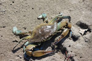 Το μπλε Καβούρι (Callinectes sapidus), πρόκειται για ξενικό είδος του Ατλαντικού, το οποίο έχει εισαχθεί πλέον και στις παράκτιες/θαλάσσιες περιοχές των νησιών του Ιονίου Πελάγους. 