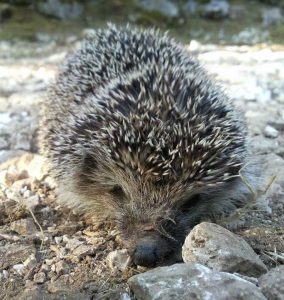 Ο σκαντζόχοιρος (Erinaceus roumanicus) είναι πολύ συνηθισμένο είδος του Γεωπάρκου. Ζει σε αραιούς θαμνώνες ή όπου υπάρχει χαμηλή βλάστηση.