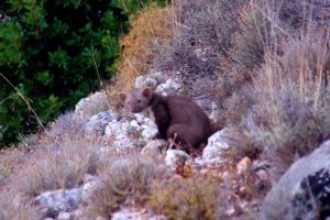 Το πετροκούναβο (Martes foina), έχει μεγάλη προσαρμοστική ικανότητα σε διαφορετικό κλίμα/οικότοπο/τροφή και είναι ιδιαίτερα κτηπτικό ζώο.