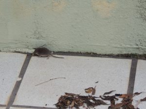 Η κηπομυγαλή (Crocidura suaveolens) καταγράφεται, σύμφωνα με τις πρόσφατες έρευνες στον Αίνο και στον Κούταβο.