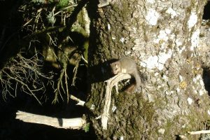 Ο δασομυωξός (Glis glis), είναι νυκτόβιο κοινωνικό είδος του Εθνικού Δρυμού Αίνου. Τρέφεται από καρπούς, που αναζητά στο δάσος κεφαλληνιακής Ελάτης.