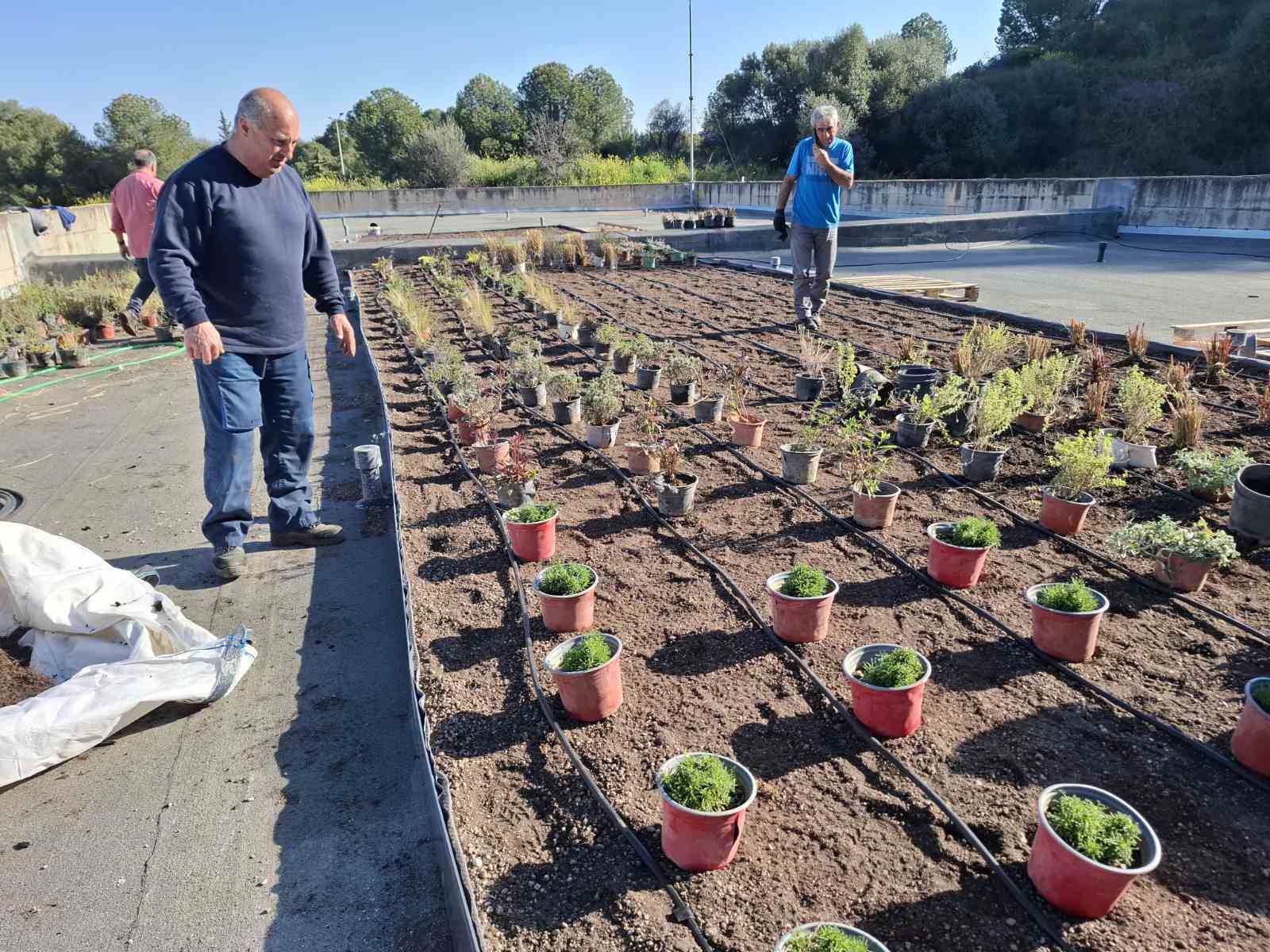 Ταρατσόκηπος 11